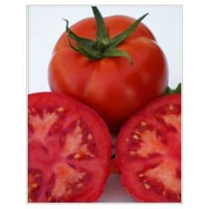 Мейс F1 - томат детермінантний, 1000 насінин, Yuksel Tohum фото, цiна